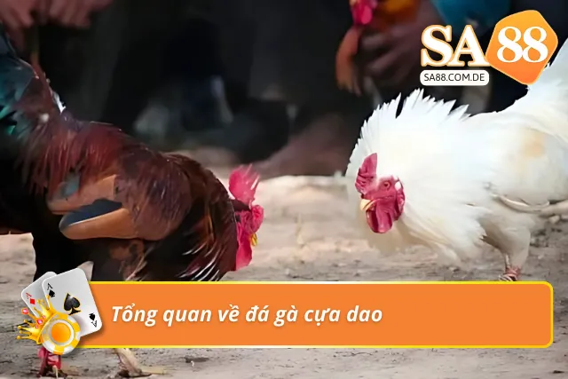 Tìm hiểu sơ lược về hình thức chọi gà cựa dao