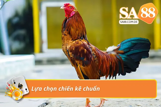 Chia sẻ bí kíp chọn kê khi cá cược đá gà
